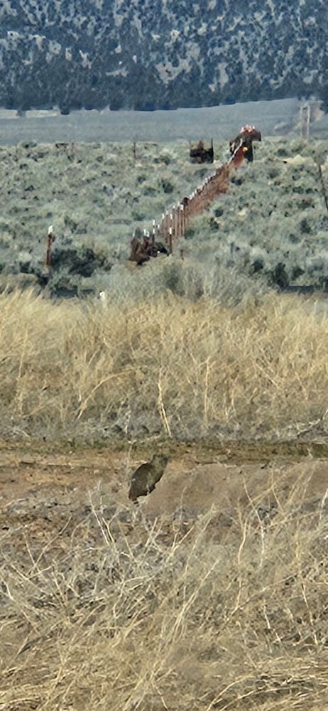 Small rodent on a hill of dirt