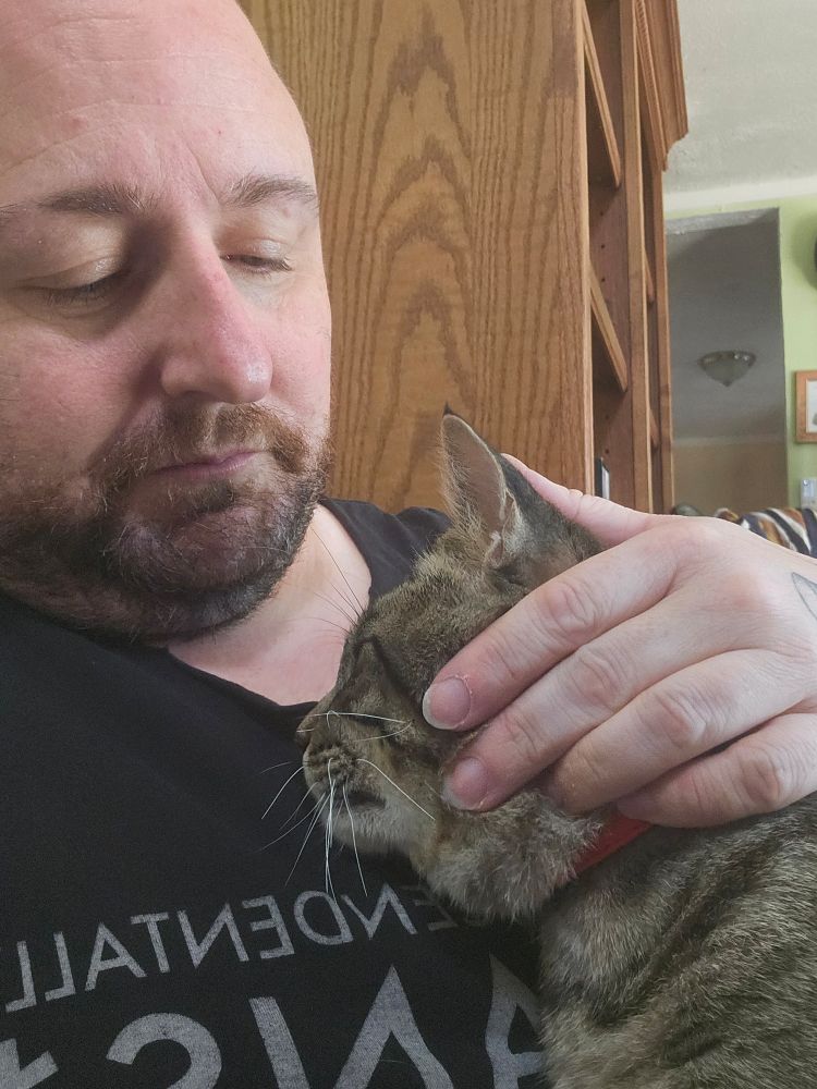 A bearded person petting a striped cat