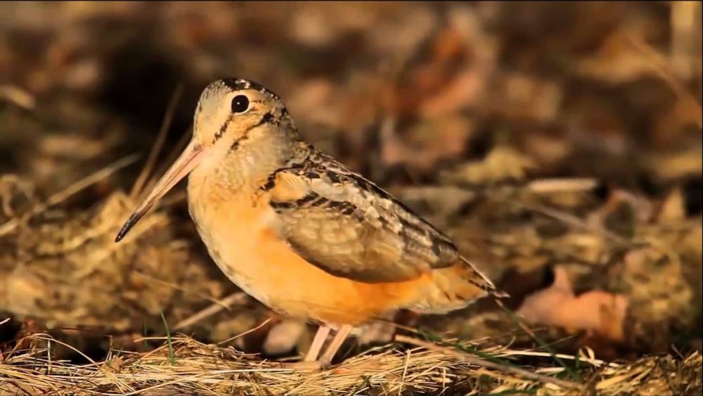 American Woodcock Shine