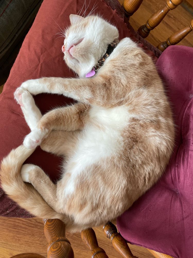 Soft orange kitty rolling over for tummy scritches