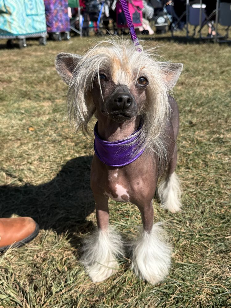 A Chinese Crested