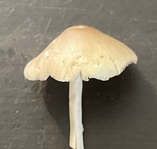 Side view of small tan mushroom