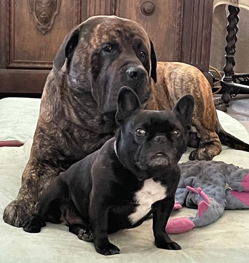 Gideon the brindle puppy age 5, 195 pounds, and his big sister Oasis. She was definitely alpha. 