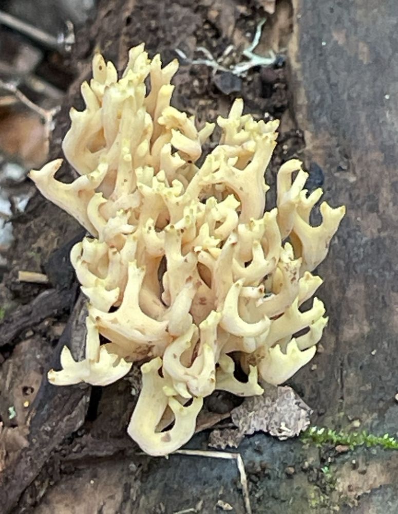 2 photos, each of a clump of White Coral Fungus. Many branched branches. Just like a sea coral but a mushroom.