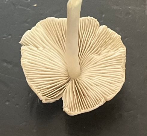 Upside down mushroom. Gills are the same color as the cap