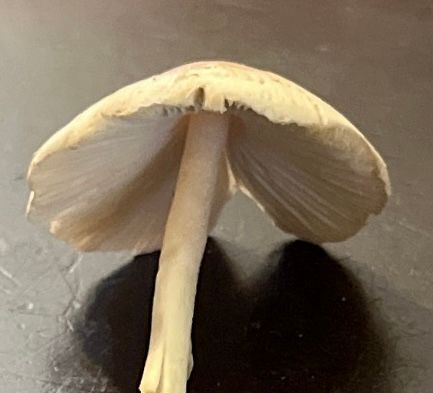 Mushroom propped up on the edge of its cap