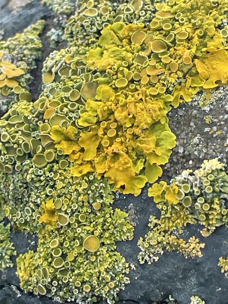 Sunburst lichen growing on a metal bollard