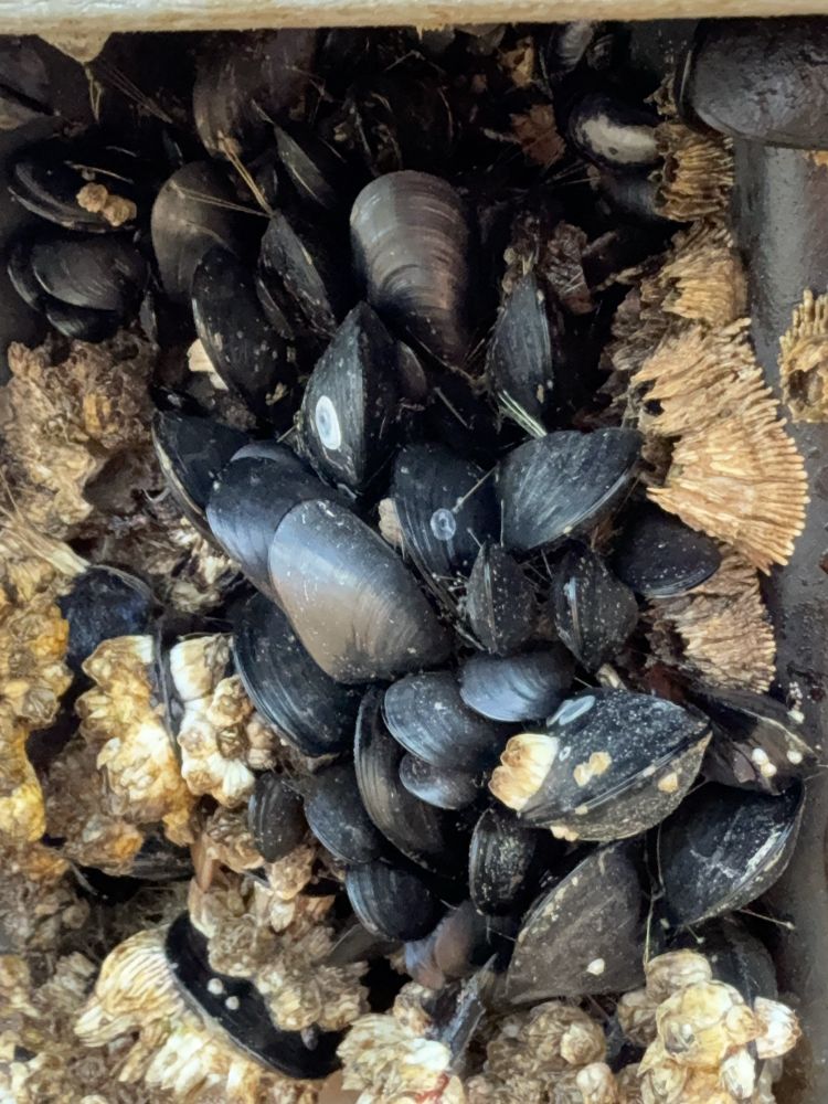 Mussels on a dock piling