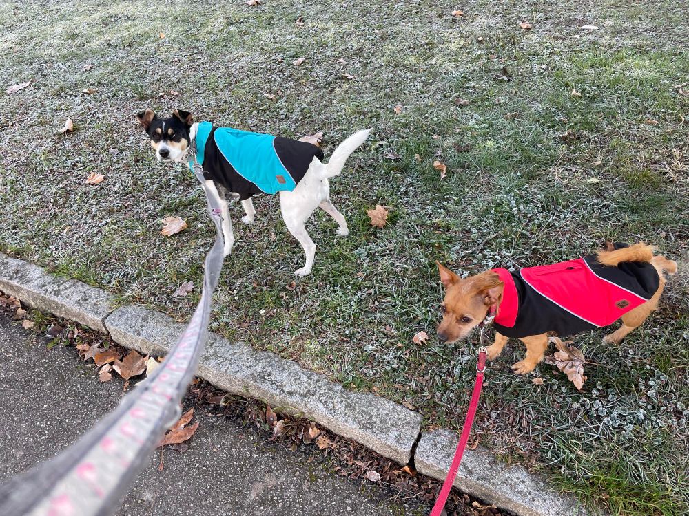 Weißer Jack Russel mit Blau-schwarzem Wintermantel und brauner kleiner Terriermix mit rot-schwarzem Wintermantel auf Wiese mit Raureif. Beide gucken sichtlich genervt. 