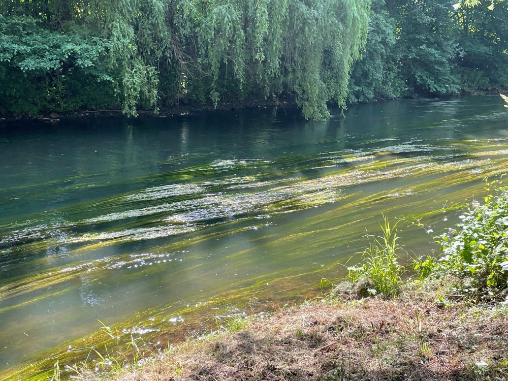 Die Oberfläche ist mit langen Algen bedeckt. Die Uferböschung ist braun. Man kann direkt am Ufer bereits die Steine des Flussbettes sehen 