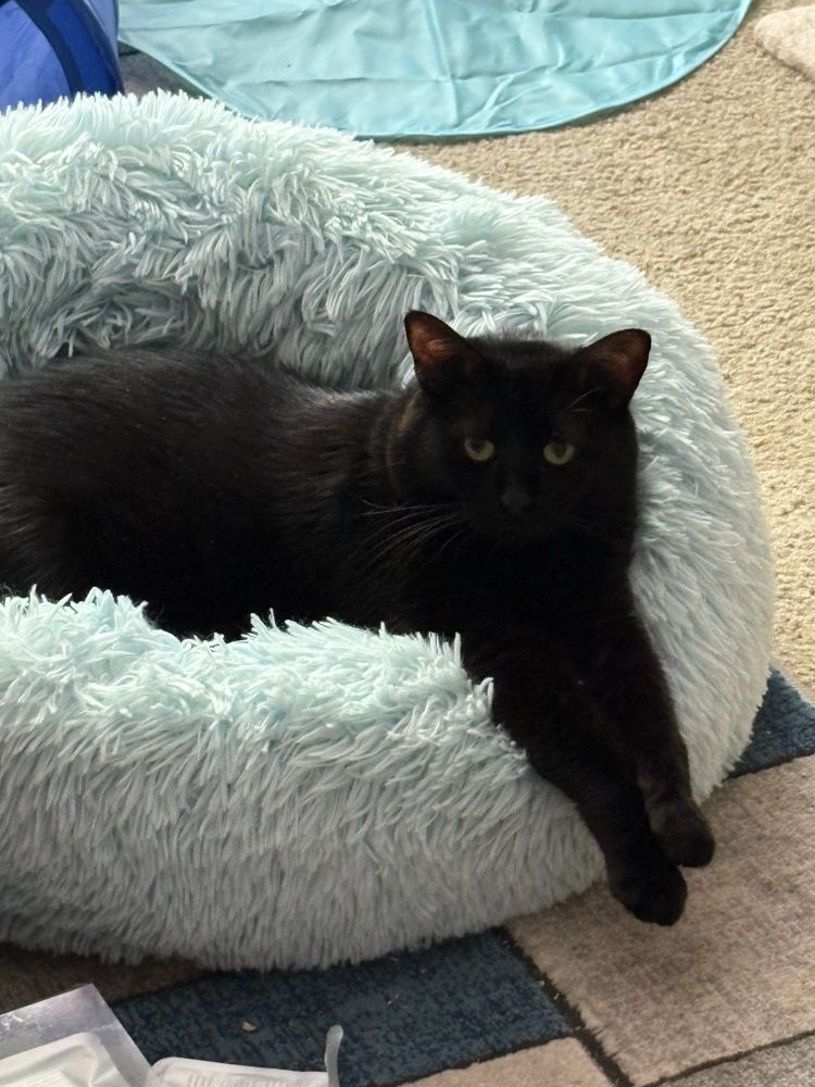 A black cat sit in a round fluffy bed, both front legs hanging out very cutely