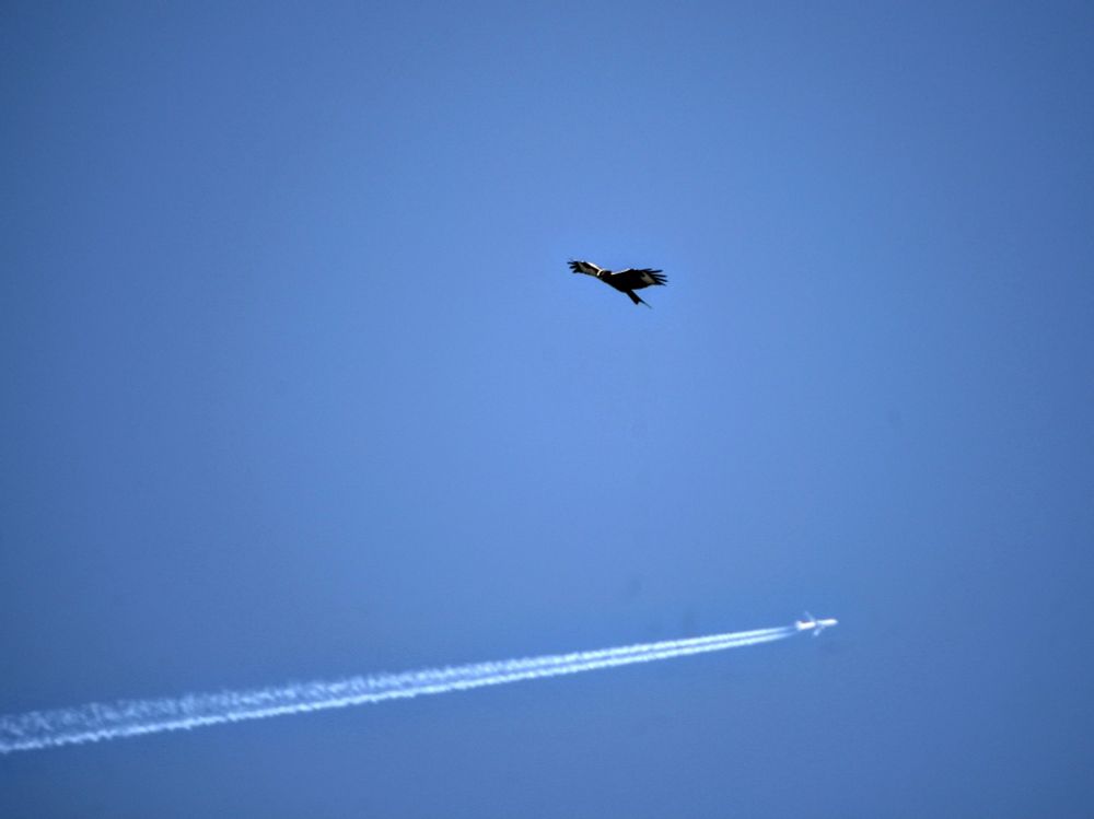 A red kite flies overhead at a great height. In the background, a plane flies past. The sky is blue.