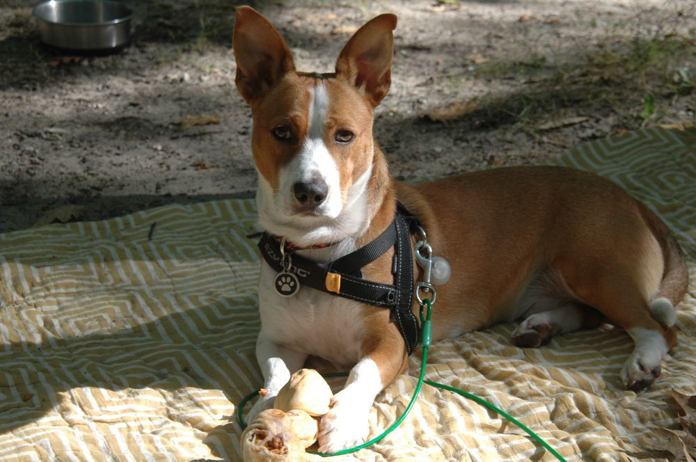 Deceptively regal looking midsized brown & white dog, paused in the middle of chewing a rawhide bone to look at the camera. He's on a tan and white quilt outside.