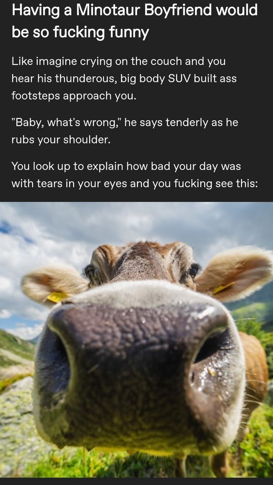 Text from the image: having a Minotaur boyfriend would be so funny like imagine crying on the couch and you hear his Thunders big body SUV built ass footsteps approach you baby what's wrong he says tenderly as he rubs your shoulder you look up to explain how bad your day was with tears in your eyes and you fucking see this. Image is an extreme close-up of a cow's nose looking up at the cow.