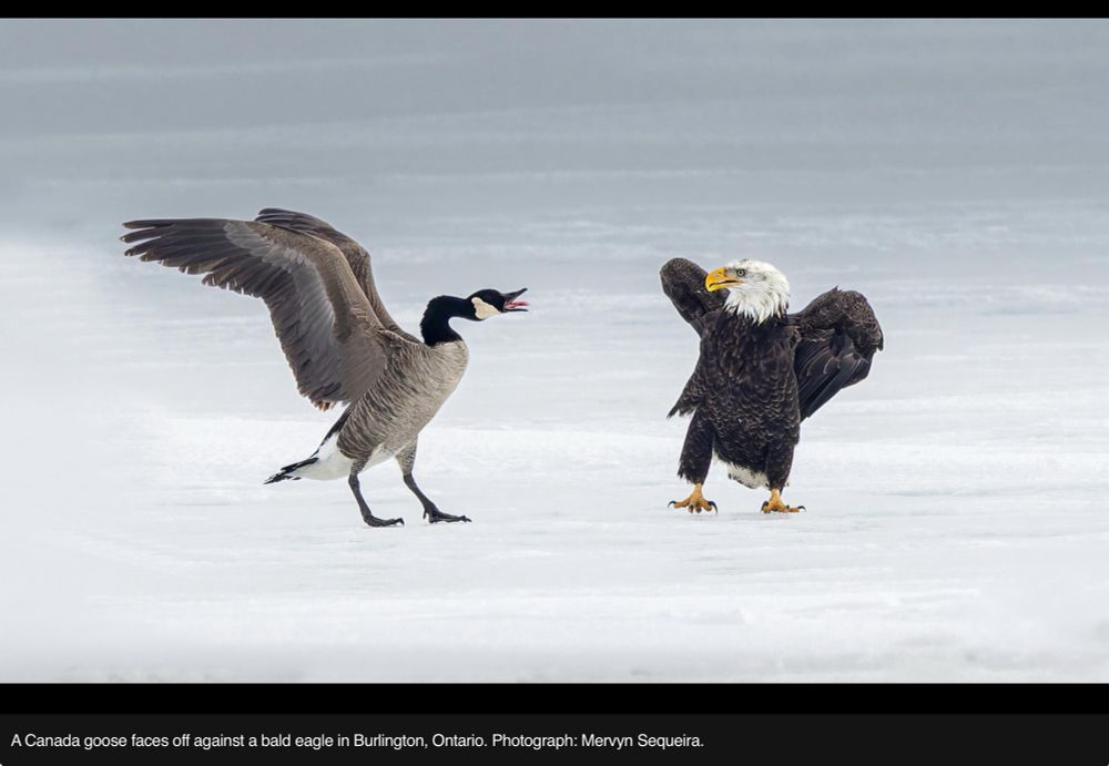 A Canada goose faces off against a bald eagle in Burlington, Ontario. Photograph: Mervyn Sequeira.