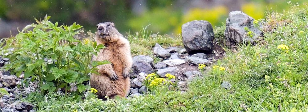 Marmotte