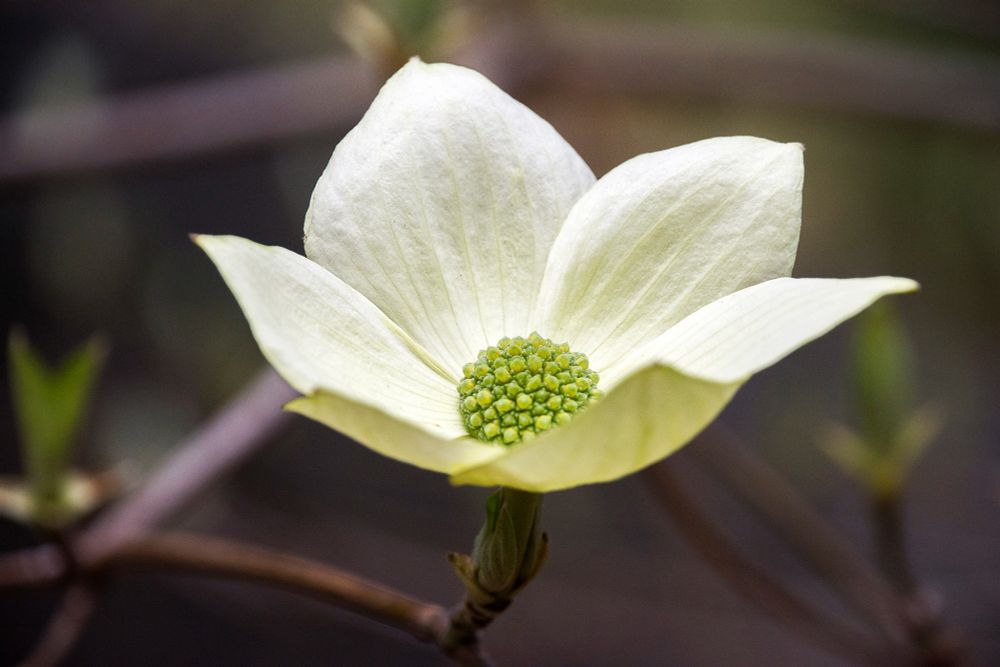 A blooming flower of the pacific dogwood in Yosemite Valley