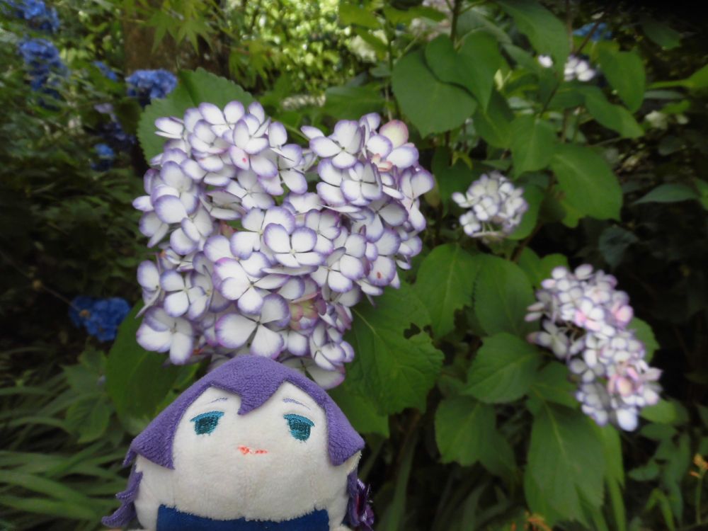 可愛いぬいぐるみと紫陽花（白地にふちが紫）