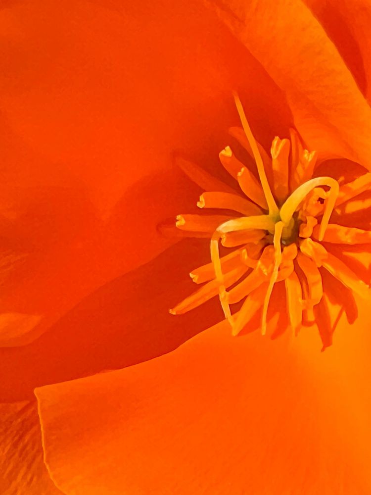 Closeup of orange flower, California poppy