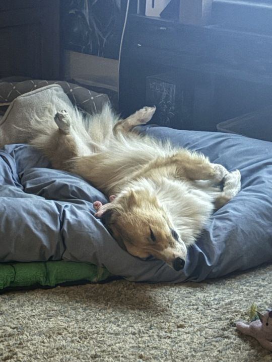 Max the corgi sleeping like a contortionist