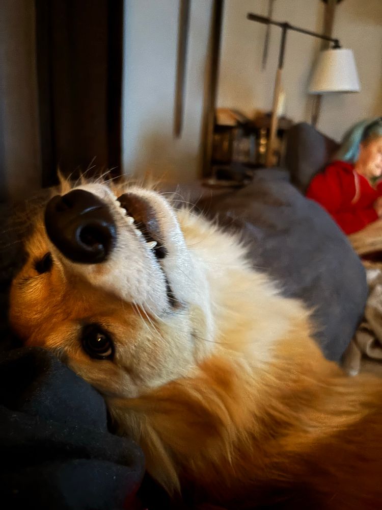 Max looking at me upside down with his teefies showing.