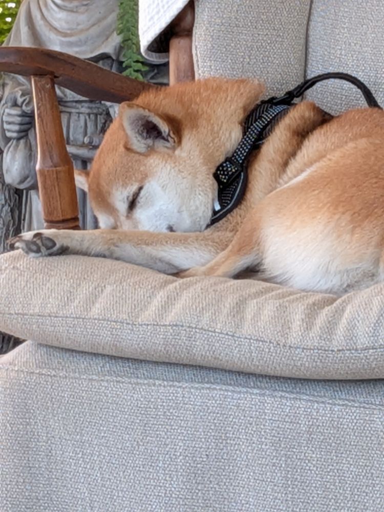 My dog Beans, a Shiba Inu, on a chair sleeping.