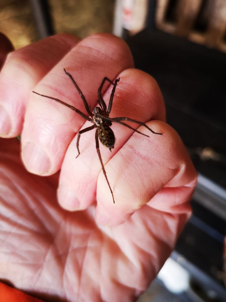 A handsome dark brown house spider, species unknown, walking across a hand. 