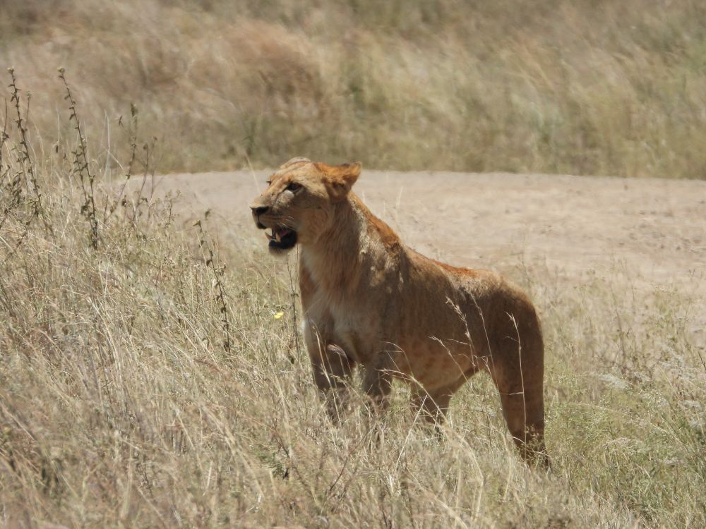 Lion