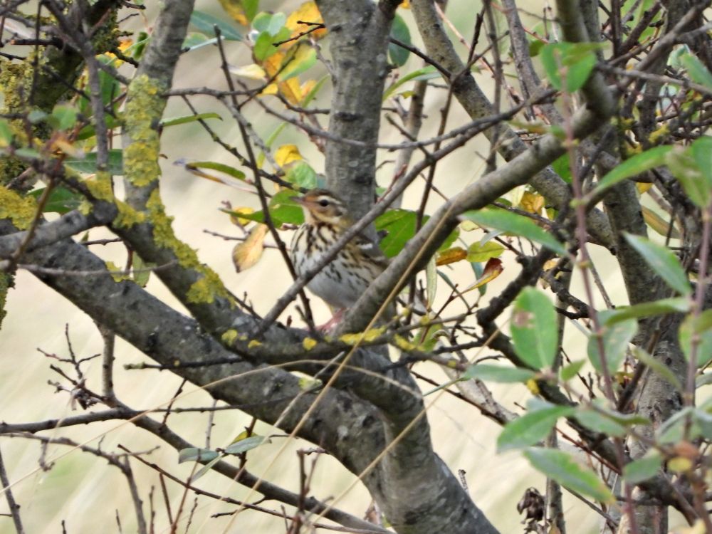 Olive-backed Pipit in dune scrub