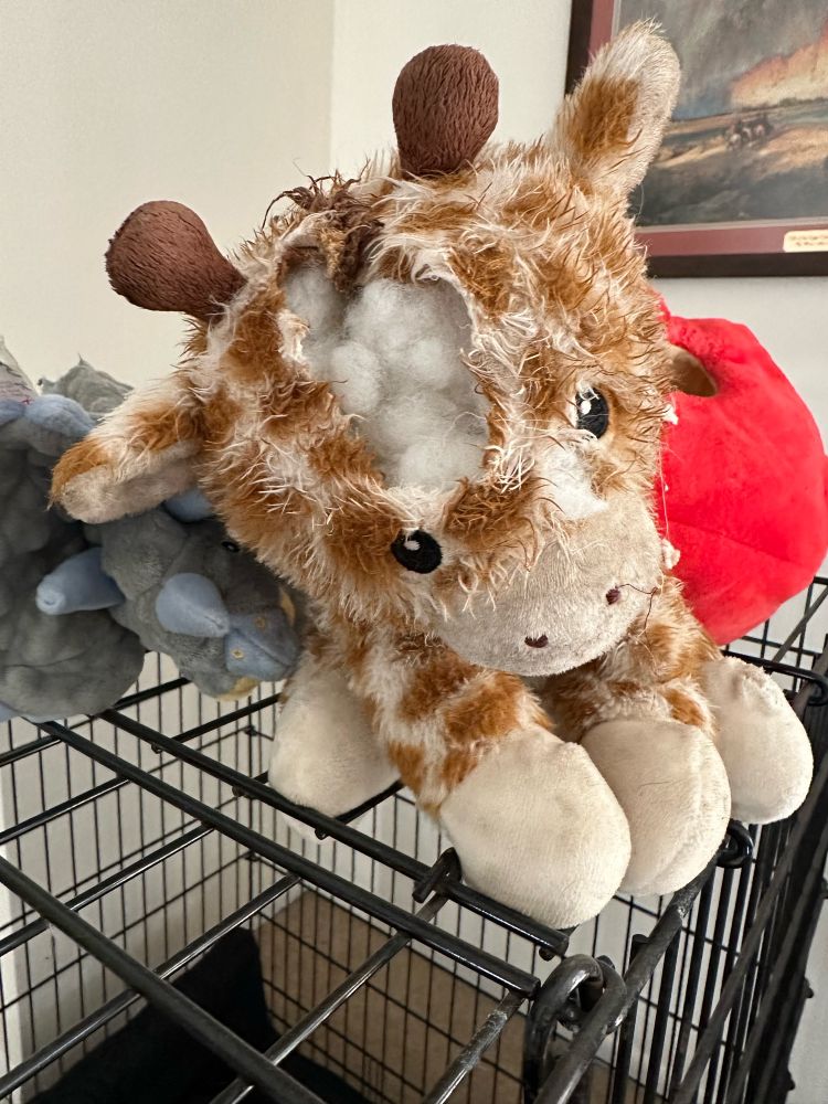 Stuffed toy giraffe with a tear across the forehead, looking sad and dejected. 