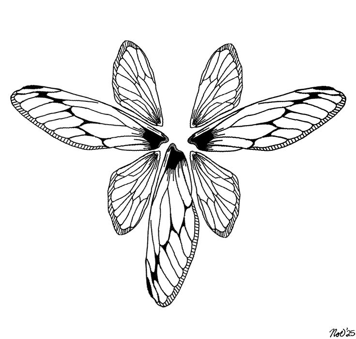 A drawing of seven insects wings displayed in a rough circle 