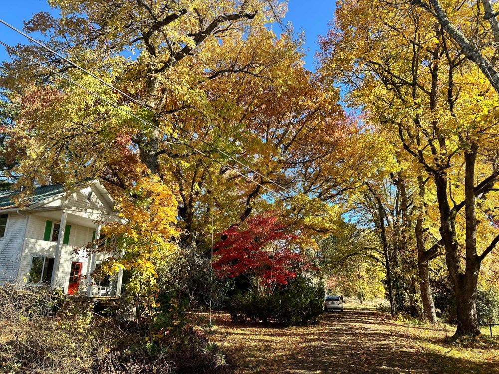 A sunny fall day with red and yellow leaves. 