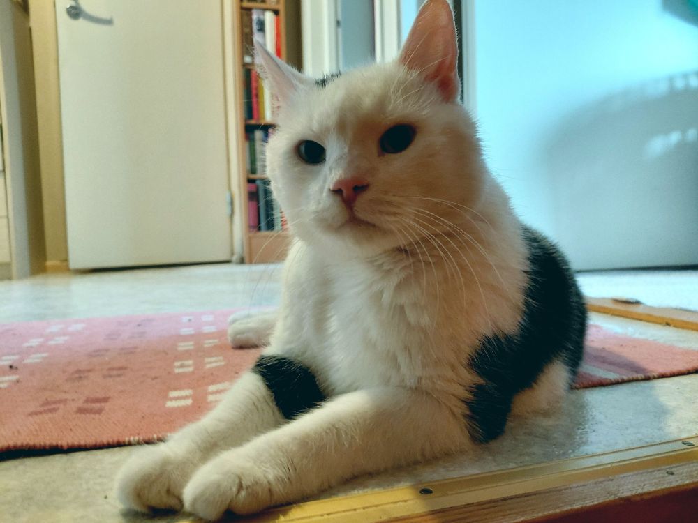Ace the Cat