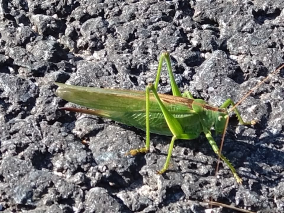 Lady grasshopper.