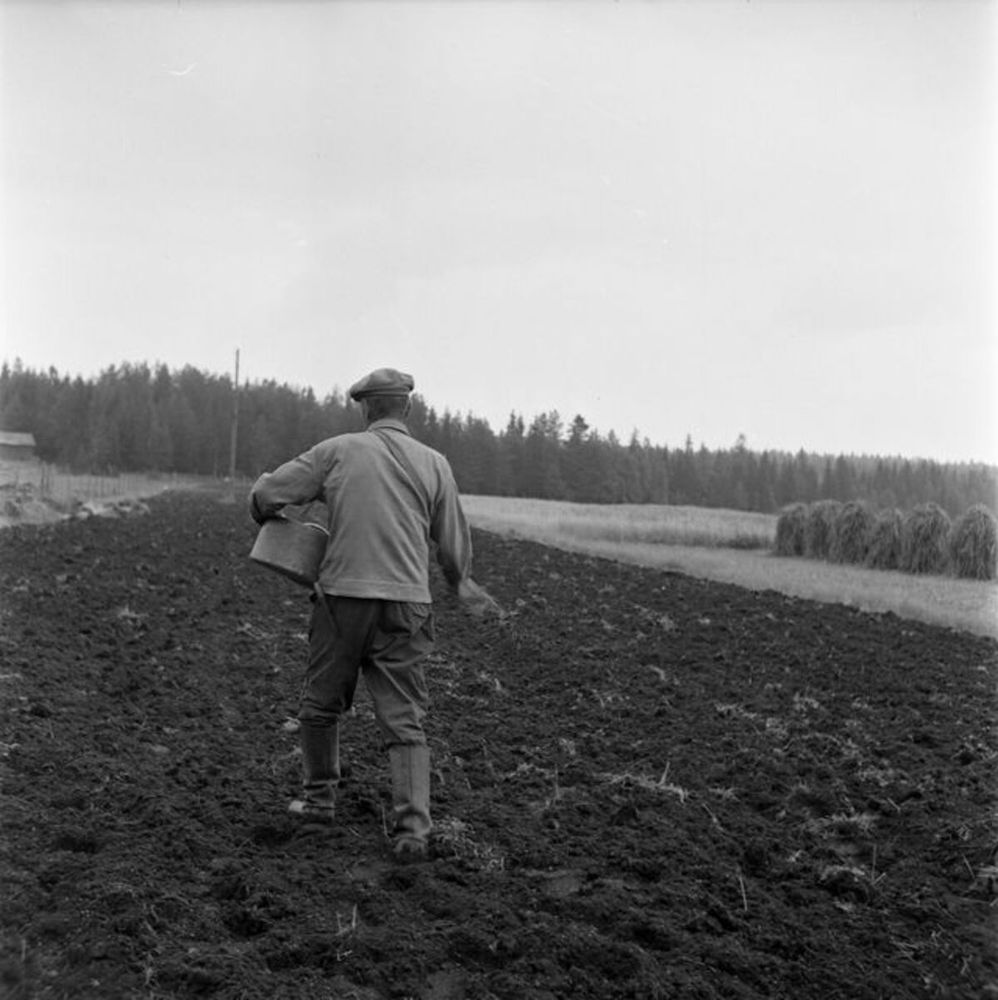 A man is sowing rye by hand in a plowed field in Tyrvää in the autumn of 1960. (Raimo Seppälä)