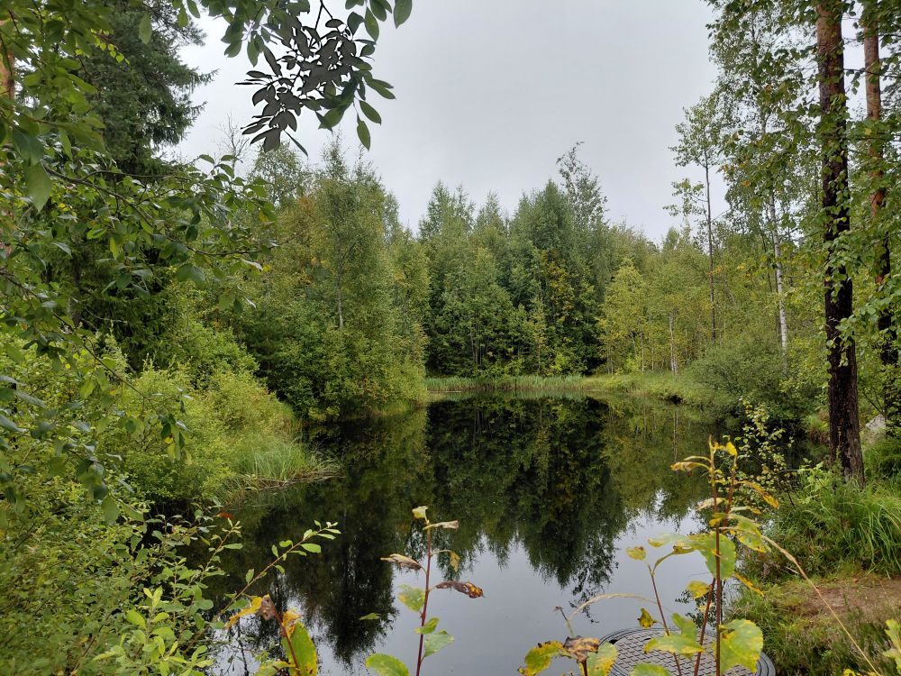 A pond in the woods.