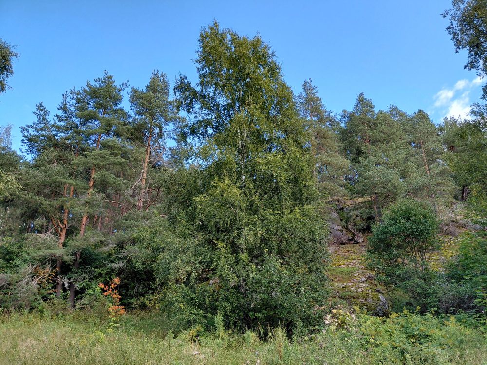 A hill with woods.
