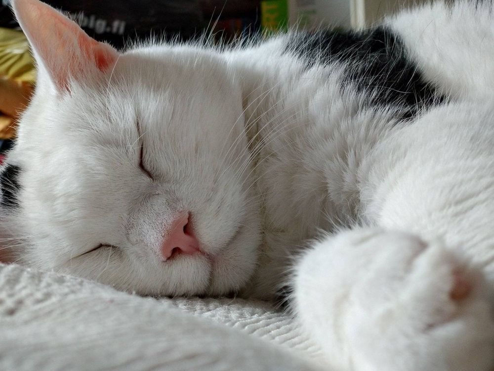 Ace the Cat napping