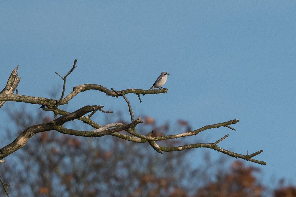 A great grey shrike sits at the end of a branch of a barren tree.