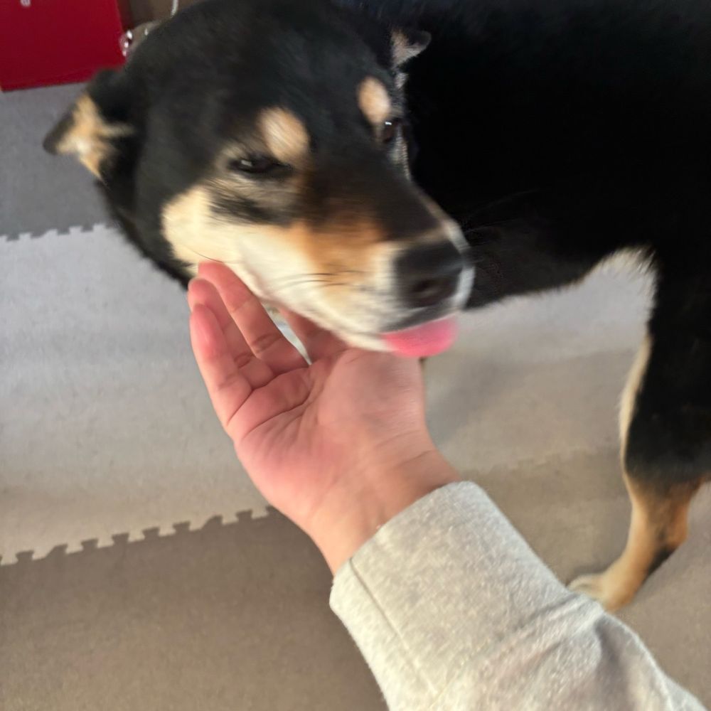 黒柴ぼたんの写真　毎朝会うと喜びを伝えてくれる