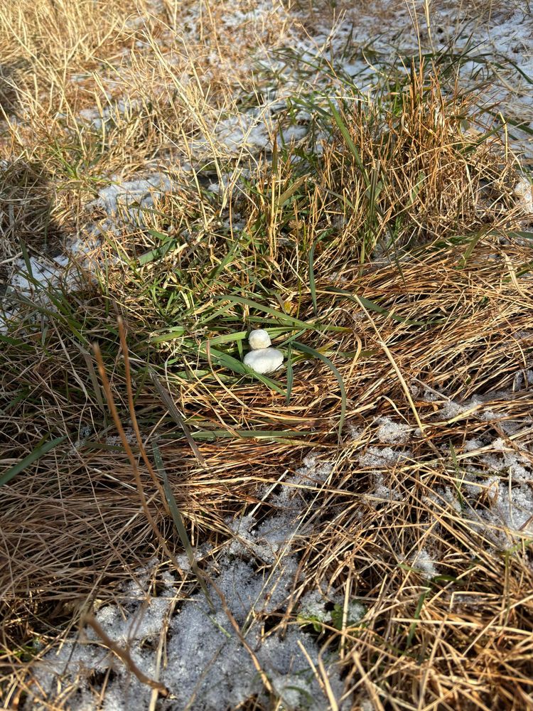 指先サイズにしか作れなかった雪だるま