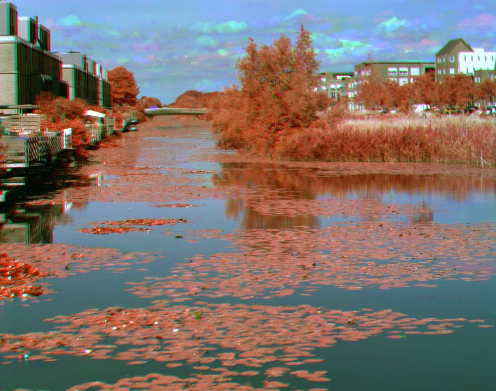 Infrared trichrome photo of waterlillies on a local canal, all the live vegetation are shades of pink/red, the water is almost black and the clouds show all sorts of artifacts from their movement between exposures.