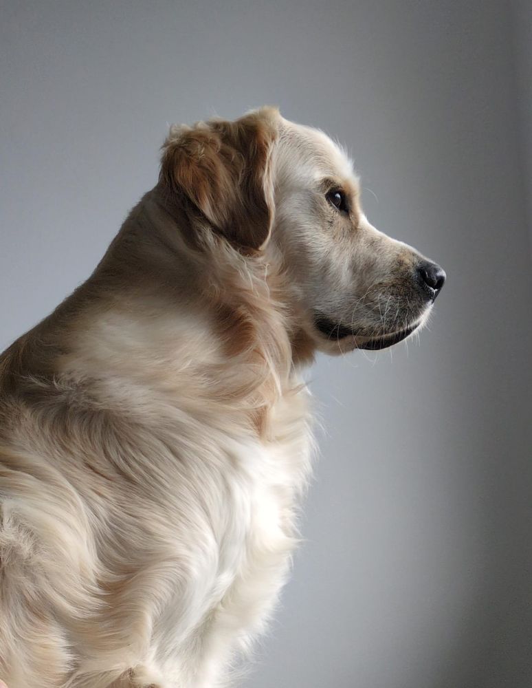 A handsome golden retriever looks off into the distance. 
