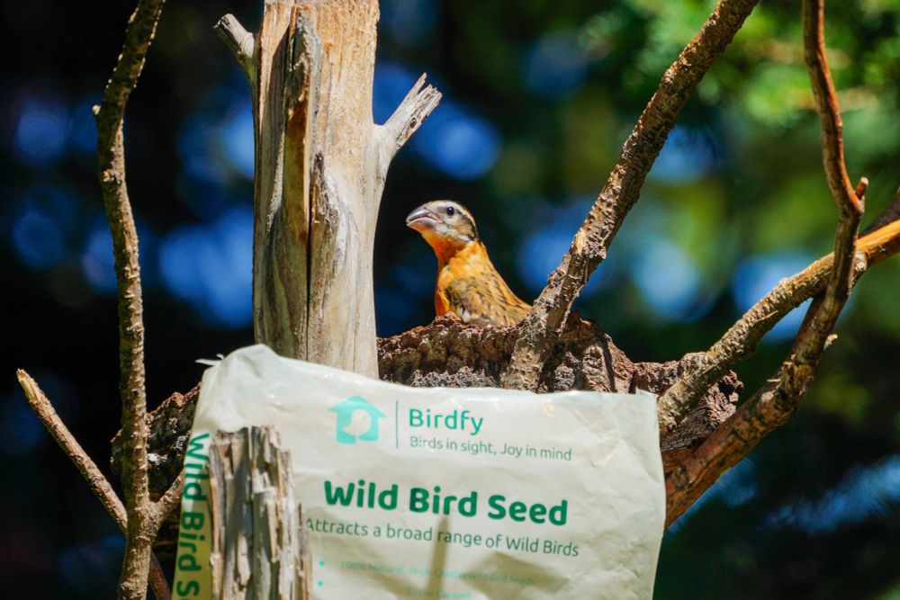 A Black-headed Grosbeak perched behind a bag of Birdfy Wild Bird Seed. 