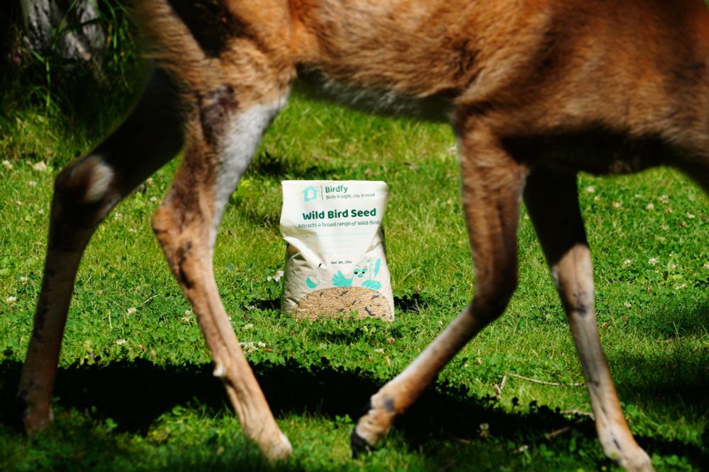 The lower half of a White-tailed Deer walking in short, green grass. A bag of bird seed is behind the deer and can be clearly seen through its legs.