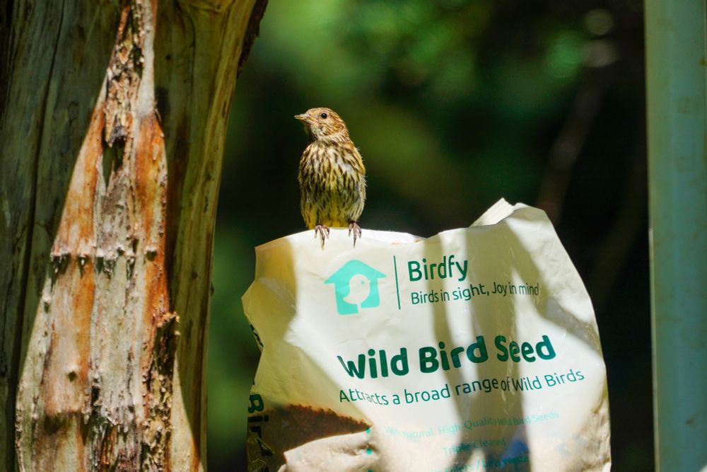 A Pine Siskin perched on a bag of Birdfy wild bird seed. 