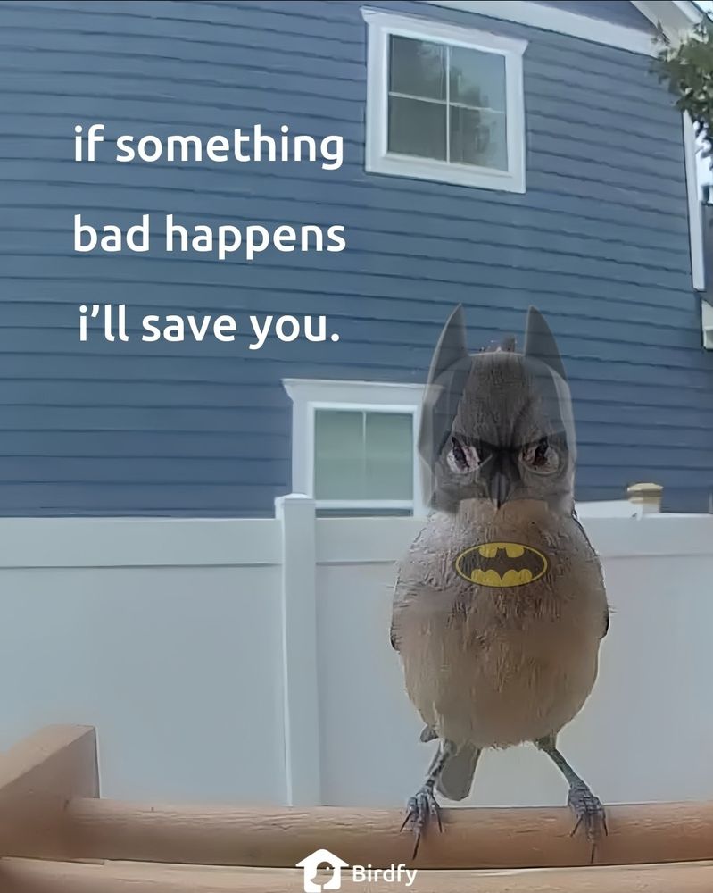 Image with a batman mask and logo overlaid on a bird at a Birdfy feeder. Text "If something bad happens, I'll save you".