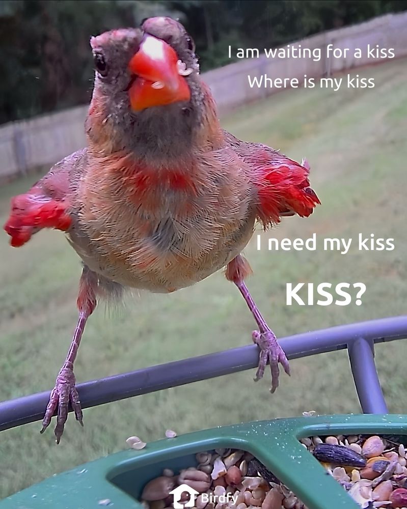 A very disheveled looking Northern Cardinal sitting on a feeder. The view is from the feeder camera.