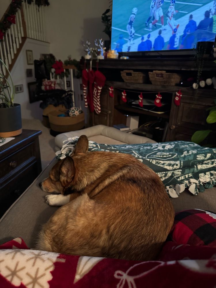 A pembroke welsh corgi with a sable coat laying on an ottoman in front of a TV playing football on a TV stand decorated with Christmas stockings and garlands