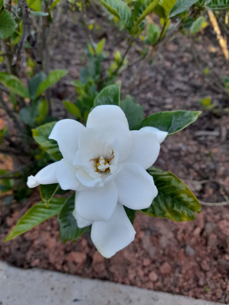 Foto de uma flor branca em um arbusto verde bem ralo, onde é possível ver a terra no segundo plano. A flor em questão é um jasmim do cabo/gardênia.